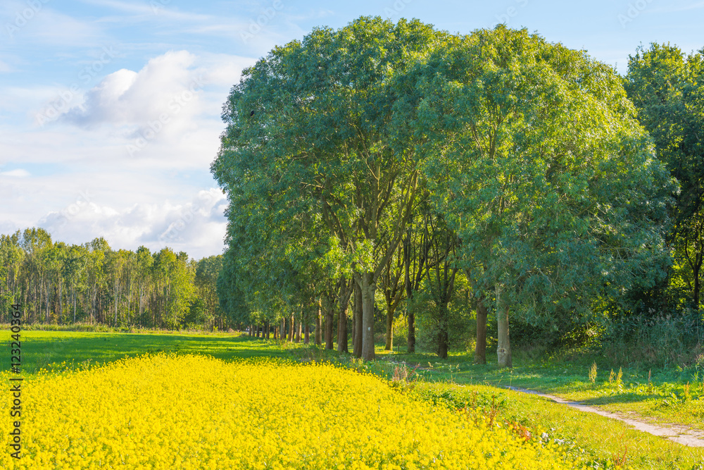 Row of trees along a field with flowers
