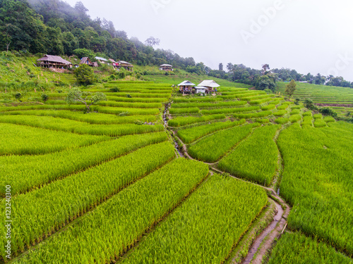 Terraced Rice Field in Hill  Chaingmai  Thailand