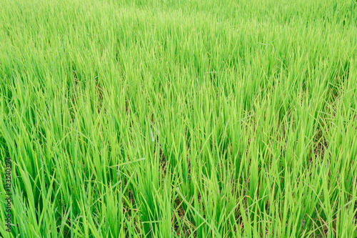 Texture background of nature green farm and rice field