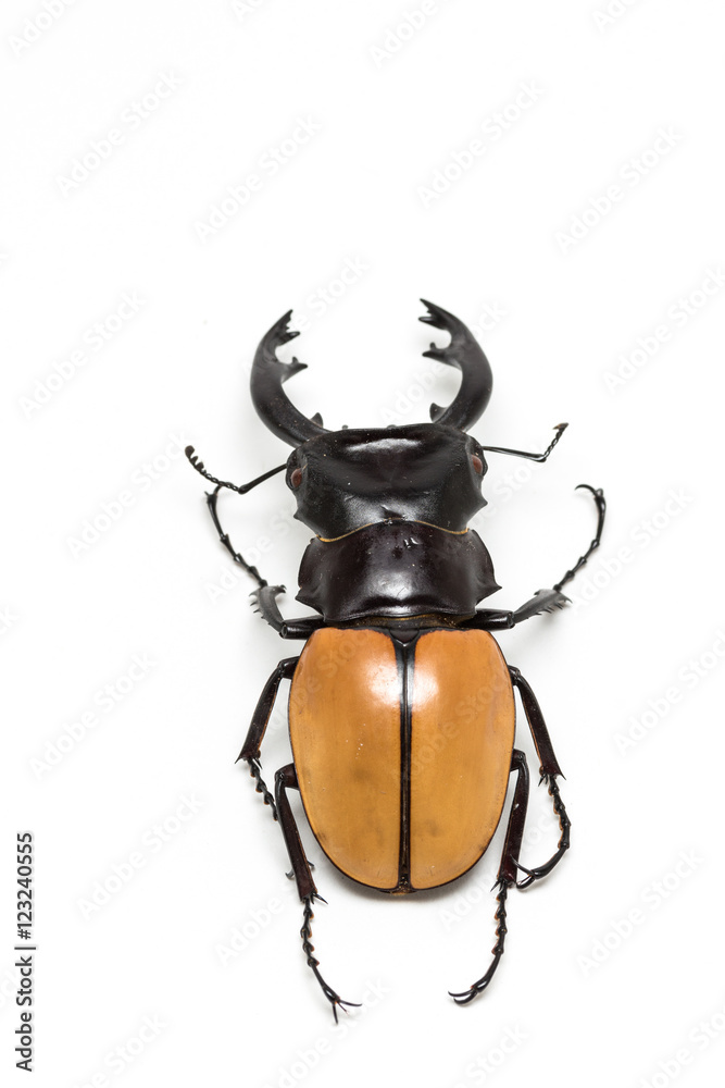 Fototapeta premium Stag Beetle (Odontolabis mouhoti ) Male