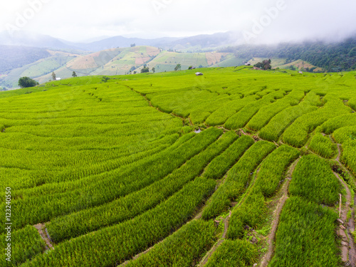 Terraced Rice Field in Hill, Chaingmai, Thailand