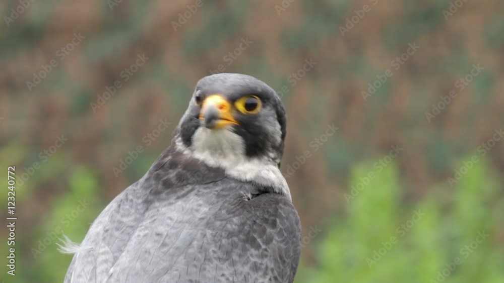 Peregrine falcon bird of prey, falco peregrinus, African sub species Peregrine falcon bird of prey, falco peregrinus, African sub species