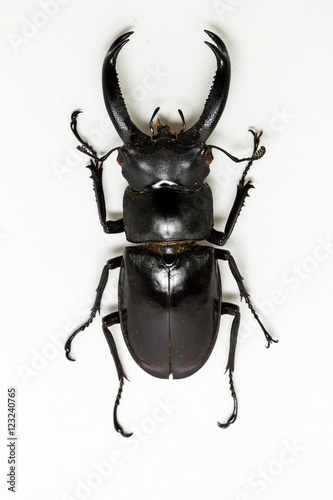 Stag Beetle (Hexarthrius nigritus)