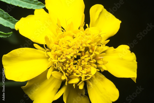 Fototapeta Naklejka Na Ścianę i Meble -  Beautiful yellow flower in the garden, select focus