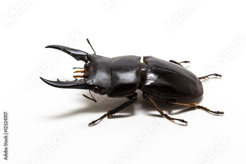 Stag Beetle (Dorcus titanus) © suwatsir