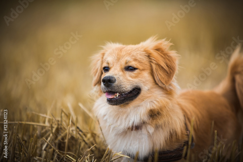 Hund auf dem Feld