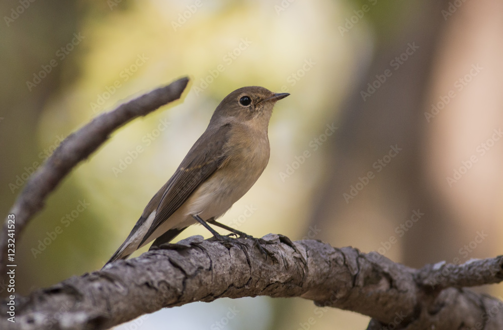 Fototapeta premium Red-breasted Flycatcher