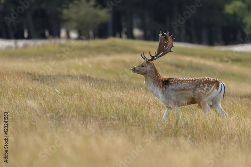Fallow deer in nature during rutting season  