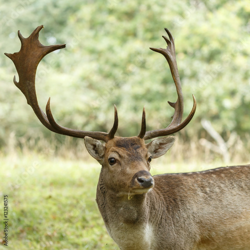 Fallow deer in nature during rutting season 