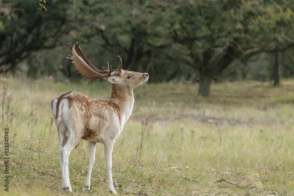 Obraz premium Fallow deer in nature during rutting season 