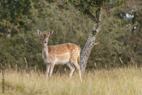 Fototapeta Naklejka Na Ścianę i Meble -  Fallow deer in nature during rutting season 
