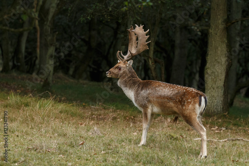 Fallow deer in nature during rutting season   