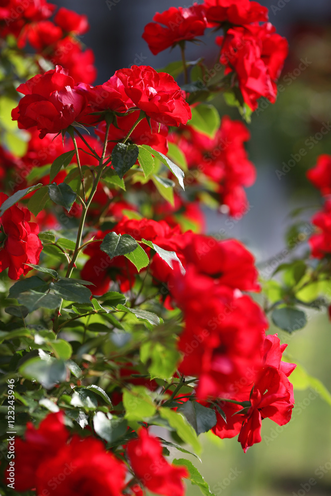 red roses in green park garden, flowers background red roses in green park garden, flowers background