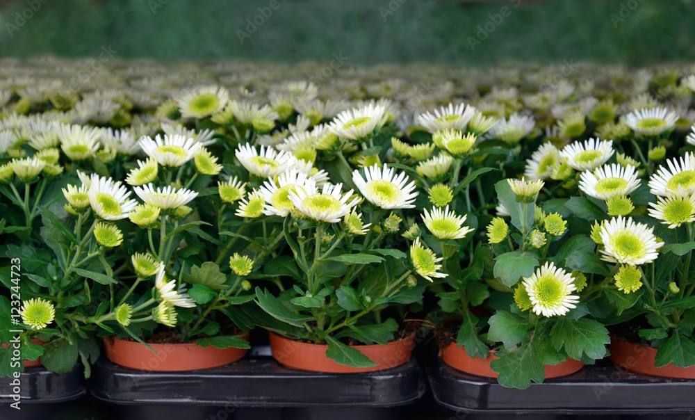 Chrysanthemums for sale in greenhouse