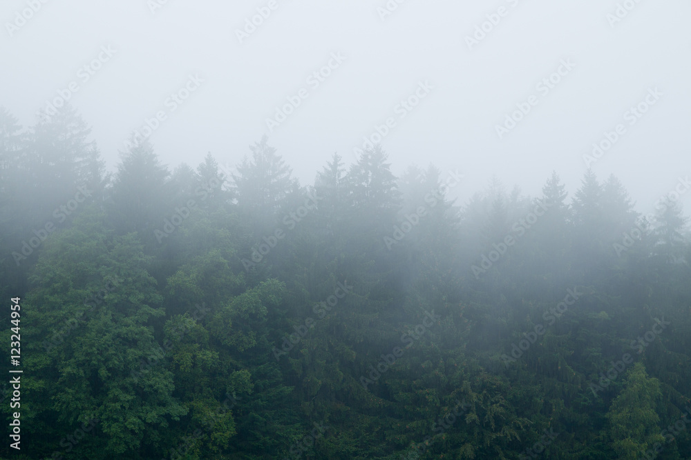 Nebel über dem  Bayerischen Wald
