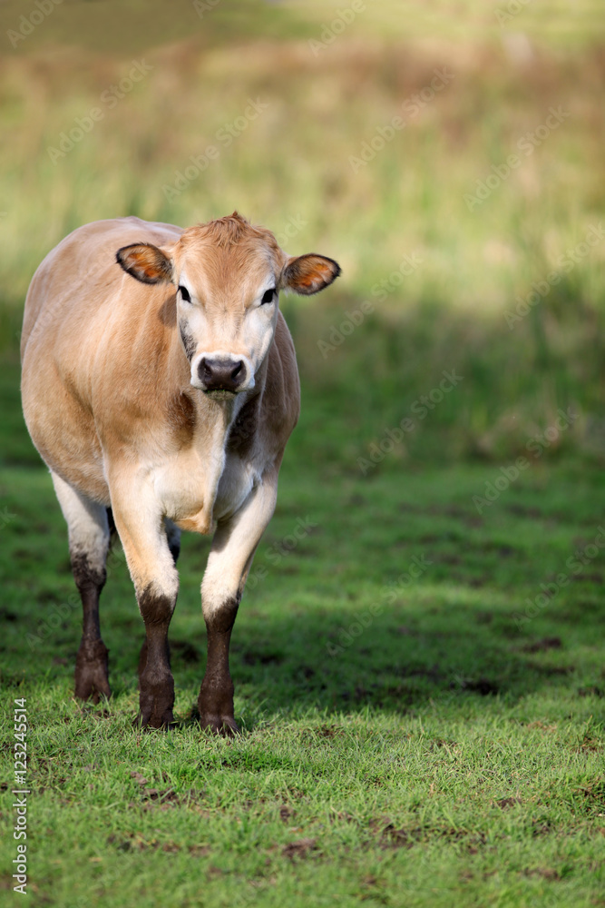 Brown Jersey Cow in a grassy field