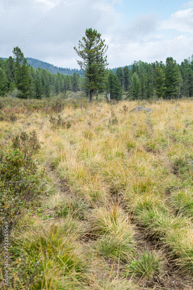 Pine in the Altai mountains, Russia Pine in the Altai mountains, Russia