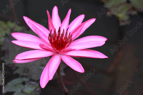 Wallpaper Mural Pink lotus flower blooming beautiful Torontodigital.ca