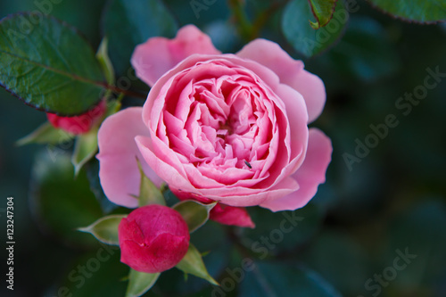 Blooming pink delicate rose. Texture with petals of beautiful and fragrant flower. The purity and freshness of nature.