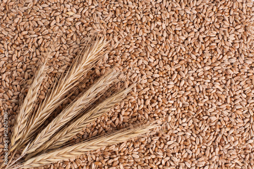  Rye ears on the background of grains 