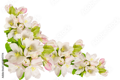  Frame of  flowers of apple tree