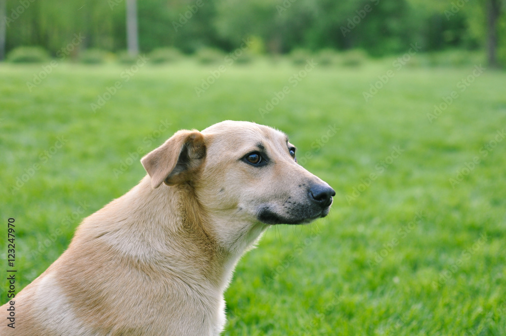 A dog on green grass garden lawn