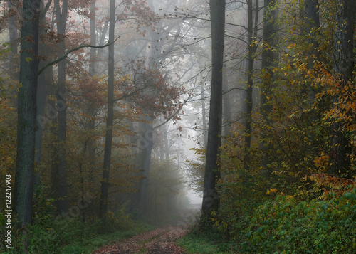 Jesiennie przez las photo