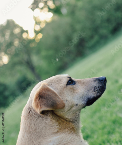 A dog on green grass garden lawn