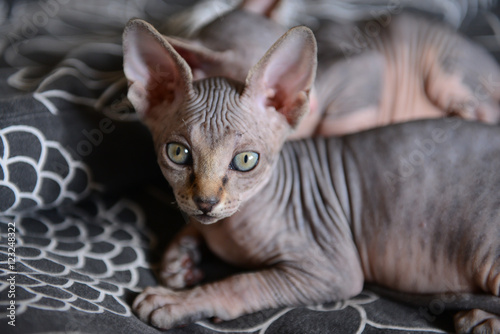 Fotografie Sphinx cat lying with his brothers