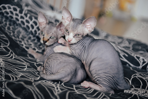 Foto Sphinx cat lying with his brothers