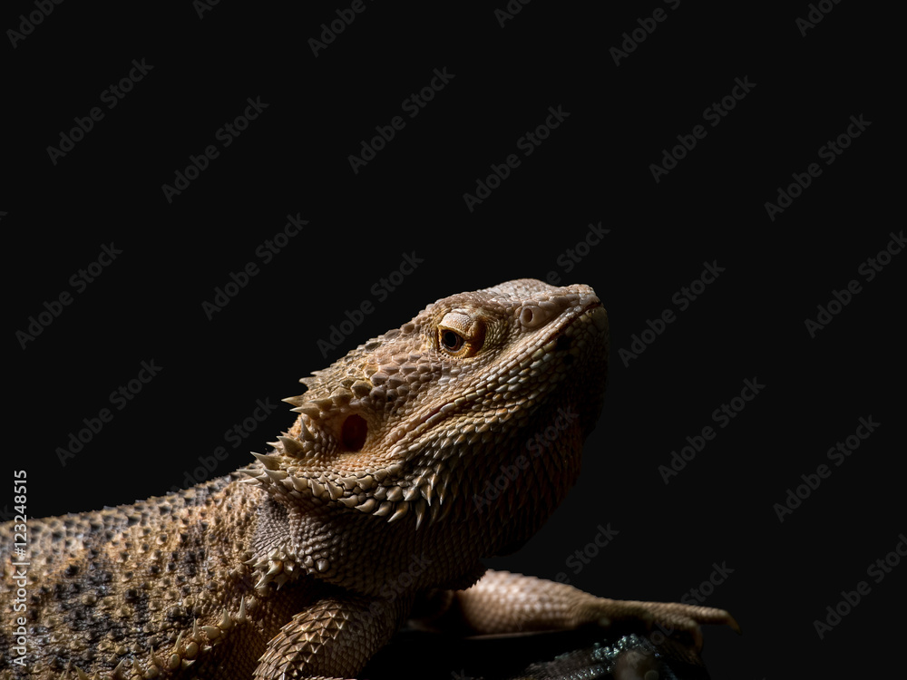 a top half of bearded dragon with dark background and soft light
