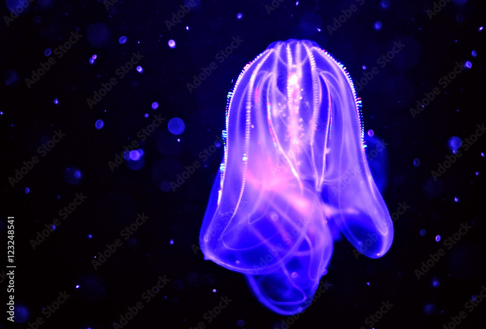 Fototapeta premium Blue Jellyfish in space