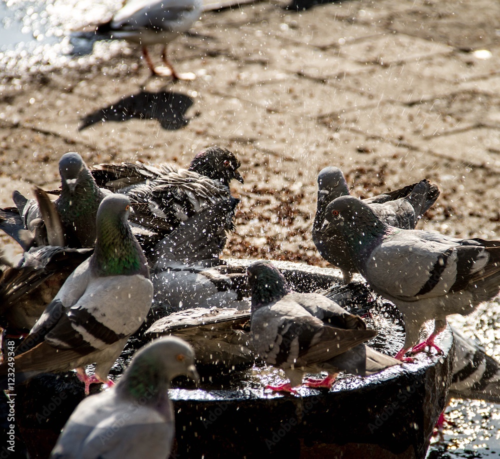 Obraz premium Birds of same Flock