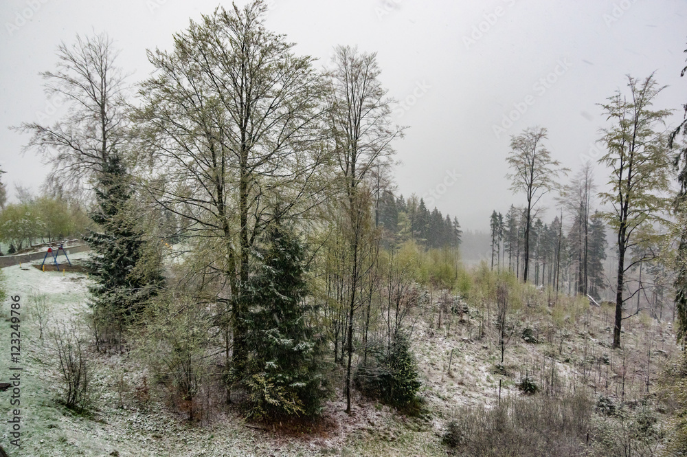 Fototapeta premium a snowy morning