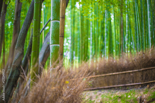 Path to bamboo forest  Arashiyama  Kyoto  Japan blur for background.