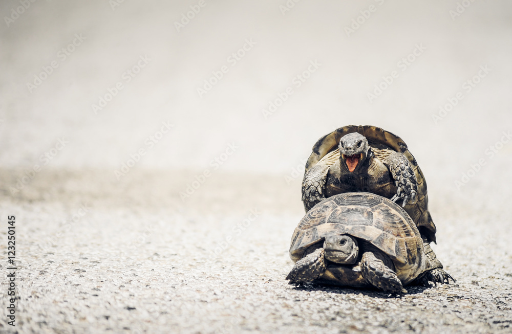 Obraz premium Tortoises mating on the road