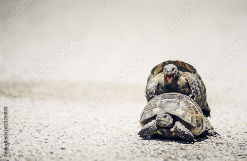 Tortoises mating on the road