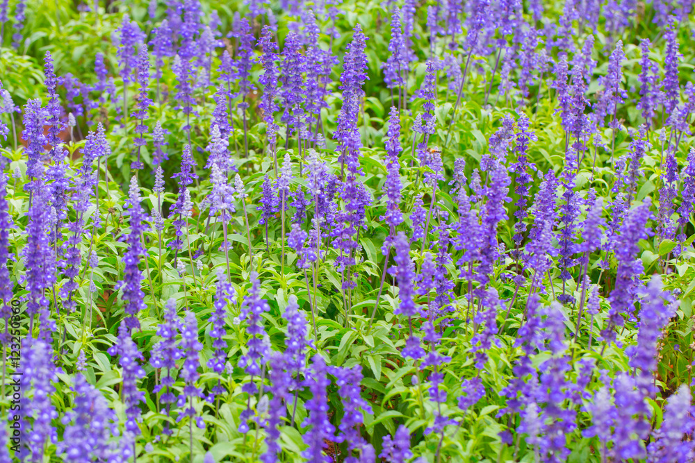 Obraz premium Lavender flower.