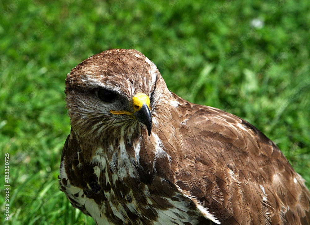 Naklejka premium bird - falcon