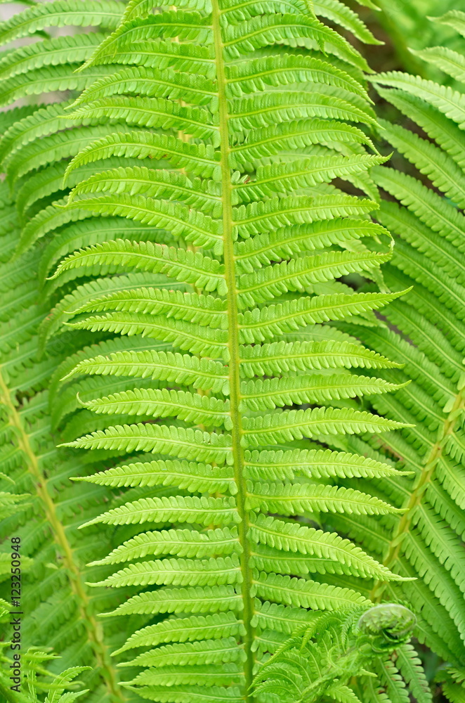 Fototapeta premium background of many green fern leaves decorative