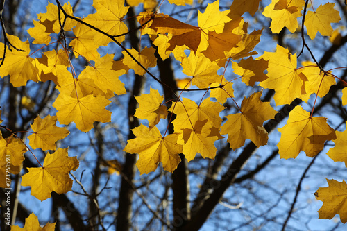 Branch of autumn maple