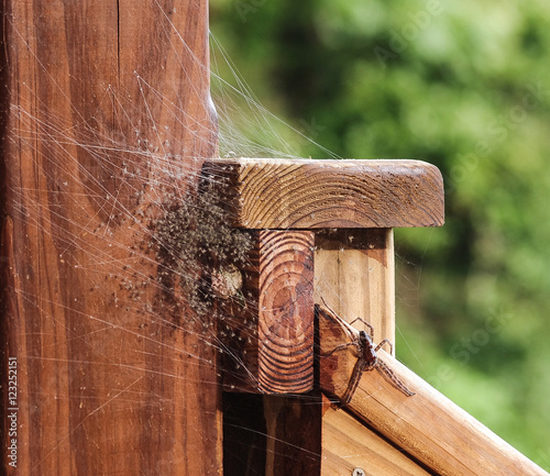 Large Grass Spider guarding her newly hatched brood of baby spiders in a web located on a wood deck hand rail.