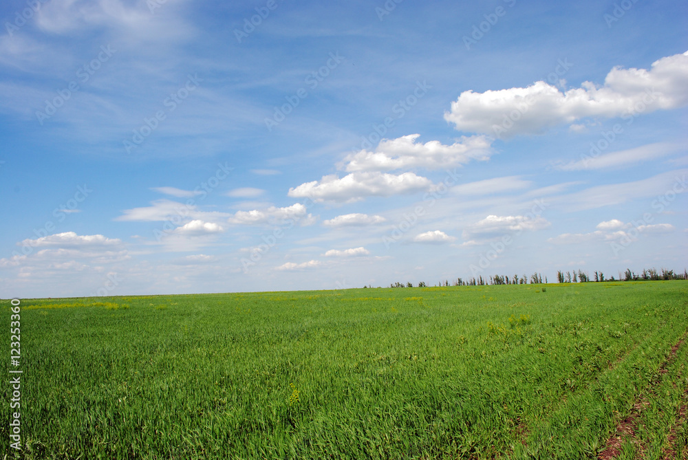 Field of winter wheat in spring, sky and clouds Field of winter wheat in spring, sky and clouds