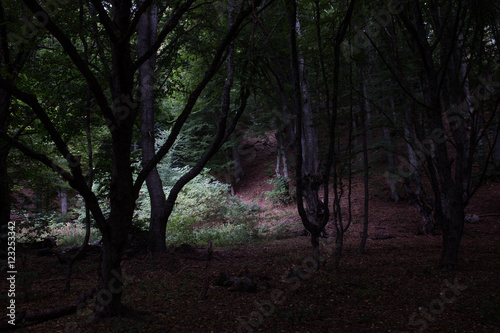 Magic Dark beech forest
