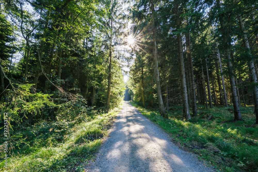 Obraz premium Wandern durch den Harz Wald bei Sonnenschein