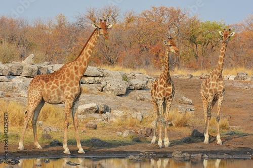 Giraffen (giraffa camelopardalis) am Wasserloch (Etosha)
