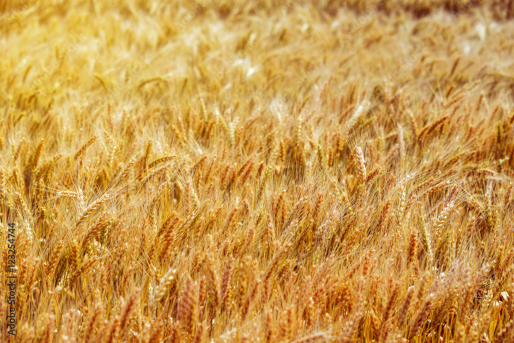 Wheat field texture. Agricultural background. Wheat field texture. Agricultural background.