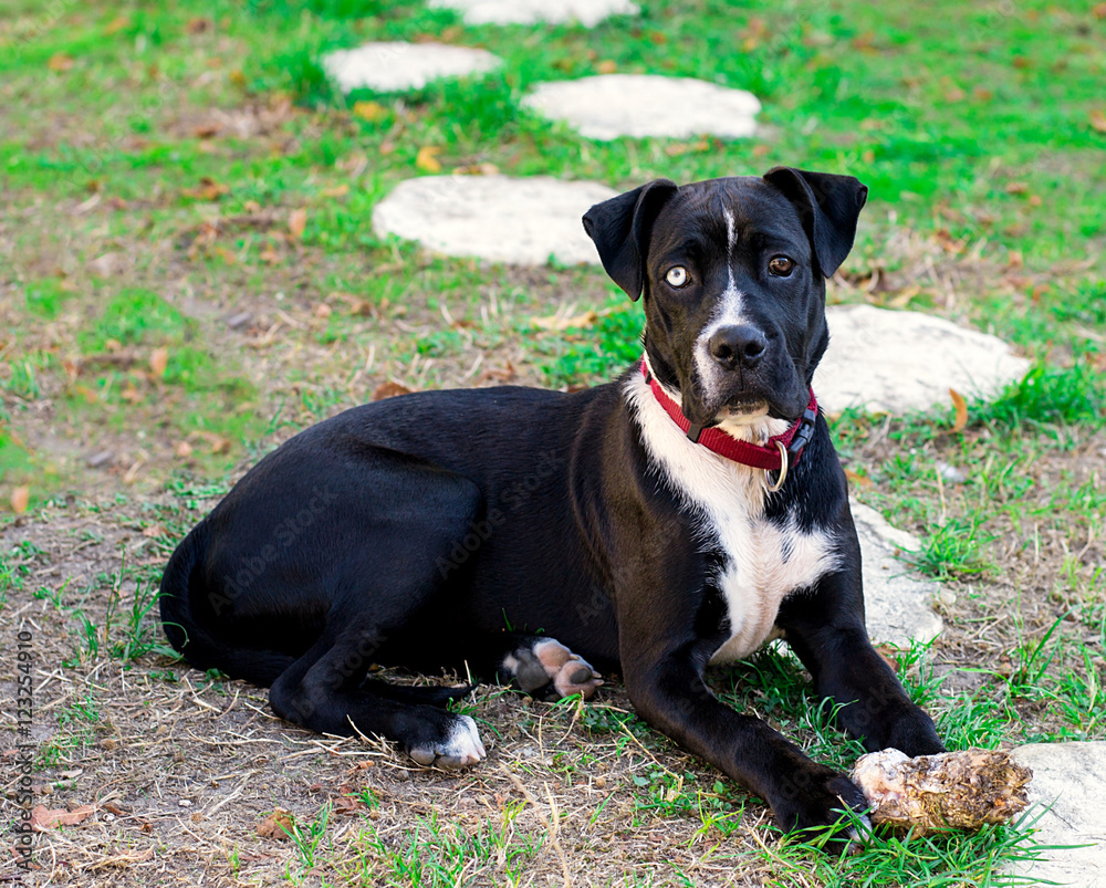 Puppy cross-bred dog boxer and american staff