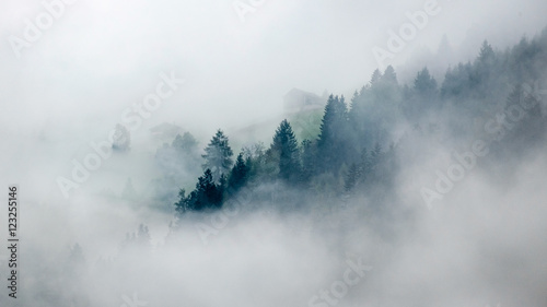 Stampa su tela Trees in mist