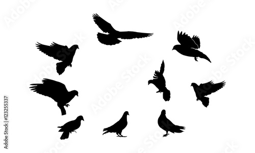 silhouette of a dove photo